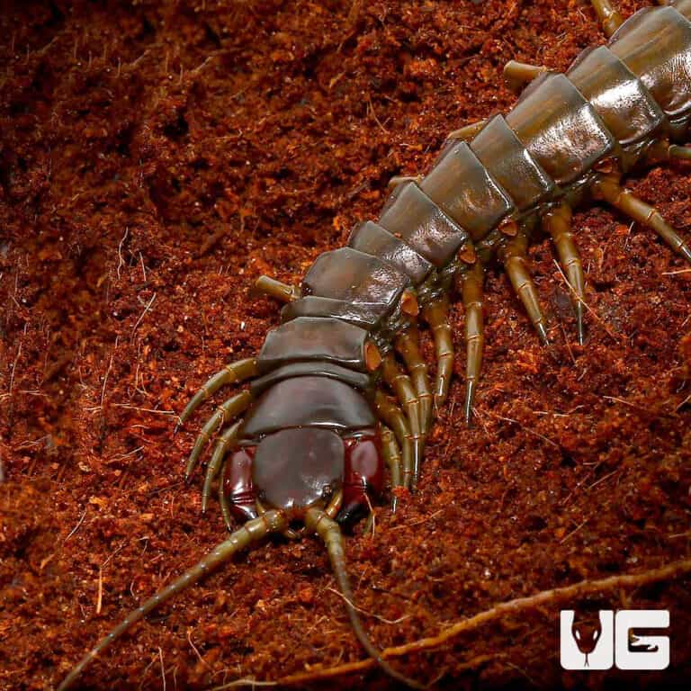 Centipedes, Millipedes and More For Sale Underground Reptiles