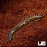 Solomon Island Giant Centipede for sale - Underground Reptiles