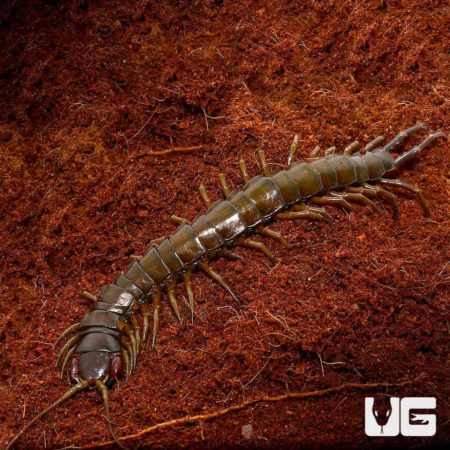 Solomon Island Giant Centipede for sale - Underground Reptiles