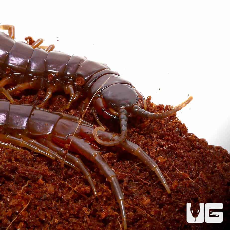 Solomon Island Purple Centipede Ethmostigmus Rubripes For Sale Underground Reptiles