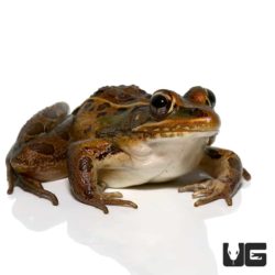 Southern Leopard Frogs For Sale - Underground Reptiles