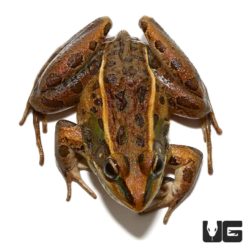 Southern Leopard Frogs For Sale - Underground Reptiles