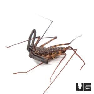 Tailless Whip Scorpions (Damon variegatus) For Sale - Underground Reptiles