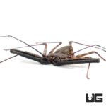 Tailless Whip Scorpions For Sale - Underground Reptiles