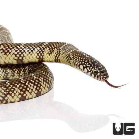 Yearling Brooks Kingsnake for sale - Underground Reptiles