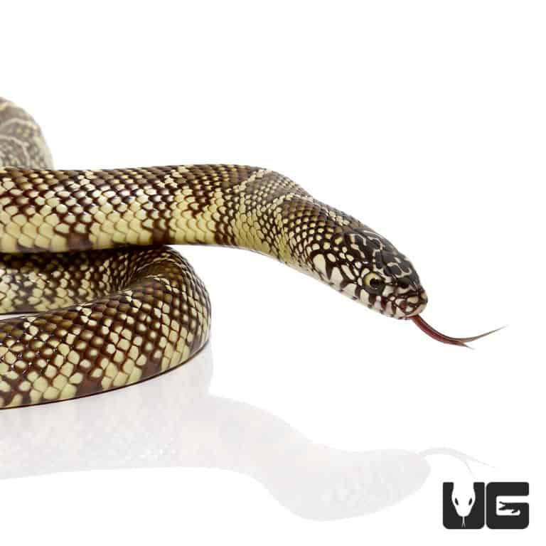 Yearling Brooks Kingsnake for sale Underground Reptiles
