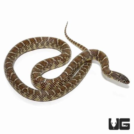 Yearling Brooks Kingsnake for sale - Underground Reptiles