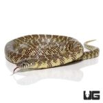 Yearling Brooks Kingsnake for sale - Underground Reptiles