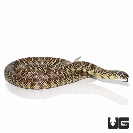 Yearling Brooks Kingsnake for sale - Underground Reptiles