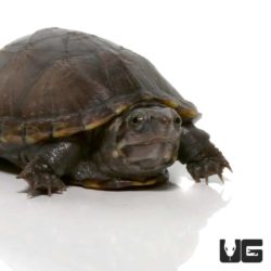 Yearling Mississippi Mud Turtle For Sale - Underground Reptiles