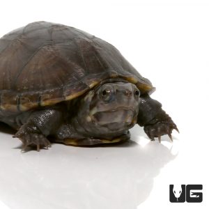 Turtles For Sale - Underground Reptiles