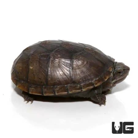 Turtles For Sale - Underground Reptiles