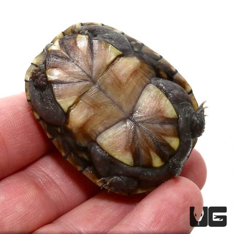 Yearling Mississippi Mud Turtle For Sale - Underground Reptiles