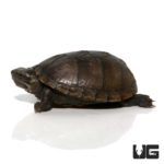 Yearling Mississippi Mud Turtle For Sale - Underground Reptiles