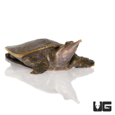 Yearling Spiny Softshell Turtles (Apalone spinifera) for sale ...