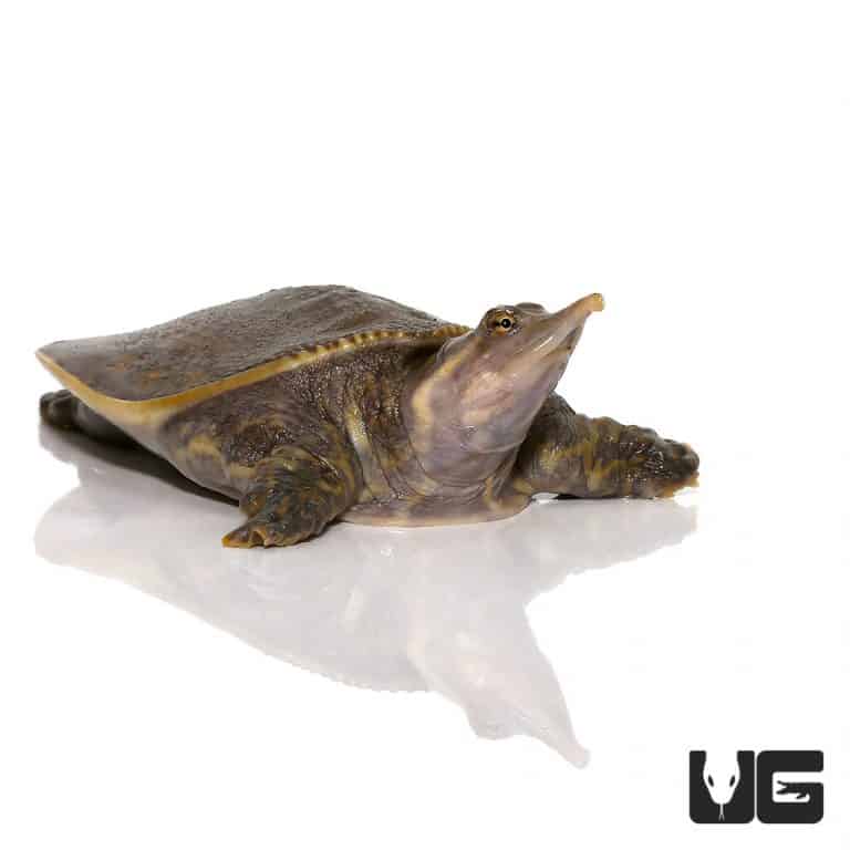 Turtles For Sale - Underground Reptiles