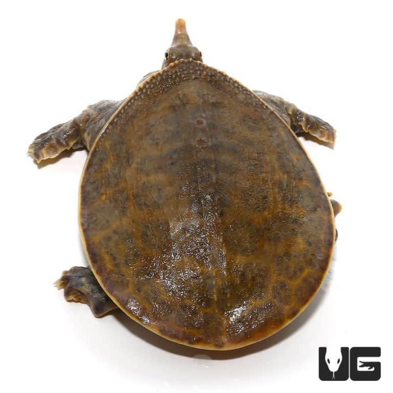 Yearling Spiny Softshell Turtles (Apalone spinifera) for sale ...