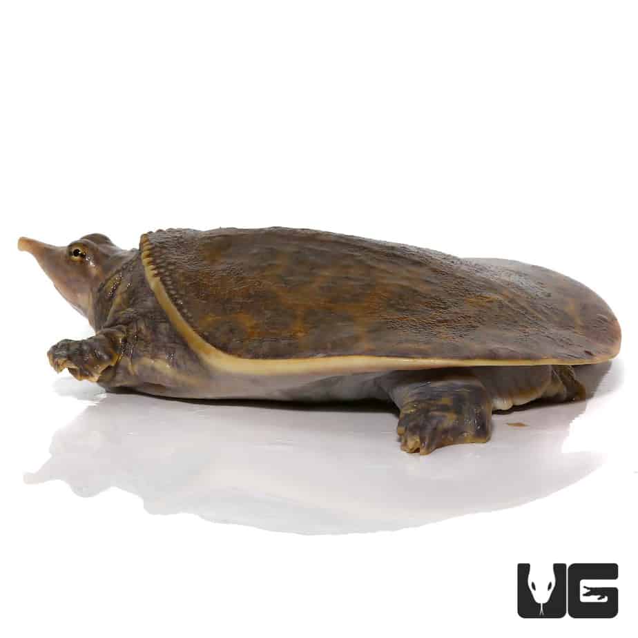 Yearling Spiny Softshell Turtles (Apalone spinifera) for sale ...