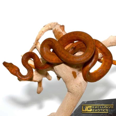 Beautiful ball python coiled on a branch, showcasing vibrant orange and brown scales.