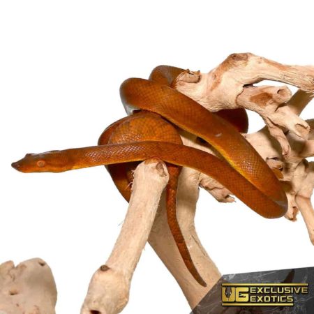 Bright orange corn snake resting on natural driftwood piece.