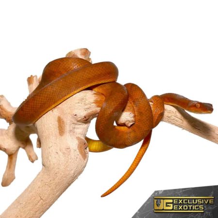 Snake coiled around a branch, showcasing vibrant orange scales.