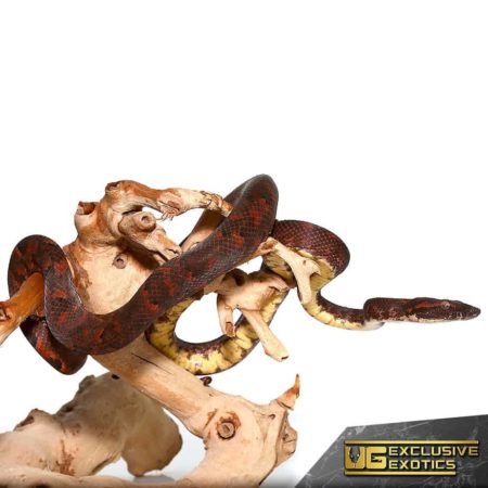 Snake and lizard coiled on a branch, showcasing exotic reptiles at Underground Reptiles.