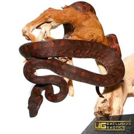 Ball Python coiled around a piece of driftwood, showcasing its dark, patterned scales.