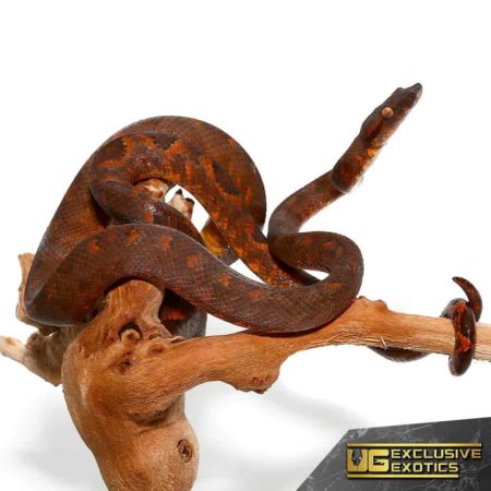 Exotic boa constrictor coiled around a branch, showcasing its striking pattern and coloration.