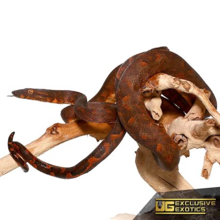 Ball python coiled around a piece of driftwood, showcasing its pattern and coloration.