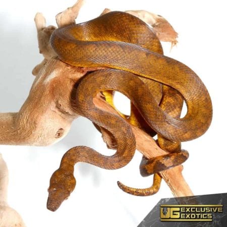 Ball python coiled around a branch, showcasing its smooth, shiny scales and natural coloration.