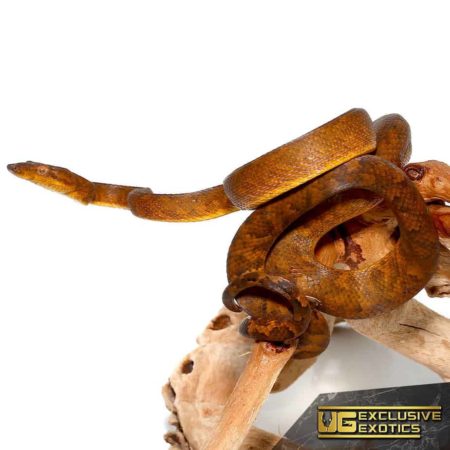 Ball Python snake coiled around a branch, showcasing its smooth, patterned skin.