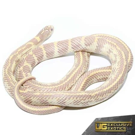 Blue Eye Hypo Lavender California Kingsnake for sale - Underground Reptiles