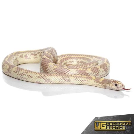 Blue Eye Hypo Lavender California Kingsnake for sale - Underground Reptiles