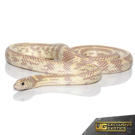 Blue Eye Hypo Lavender California Kingsnake for sale - Underground Reptiles