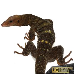 Adult Spiny Neck Monitors For Sale - Underground Reptiles