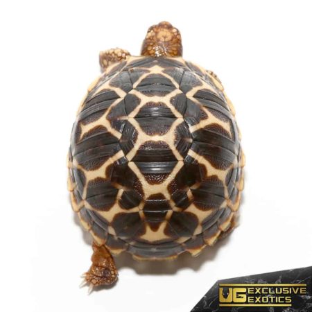 Baby Indian Star Tortoises For Sale - Underground Reptiles