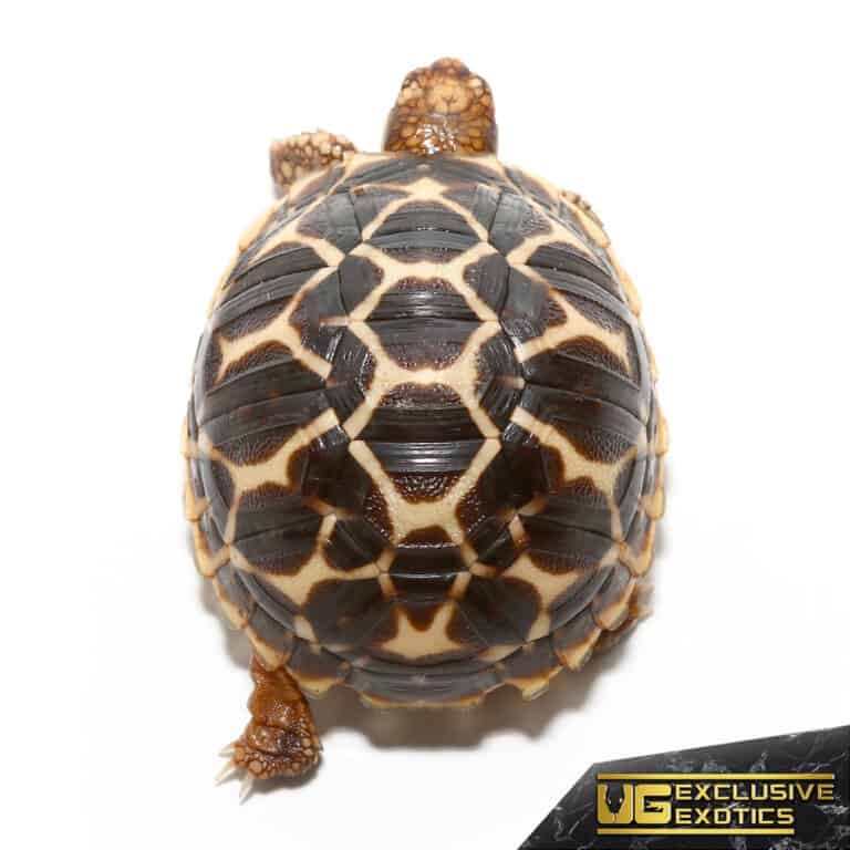 Baby Indian Star Tortoises For Sale - Underground Reptiles