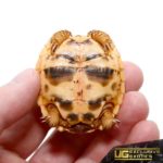 Baby Indian Star Tortoises For Sale - Underground Reptiles