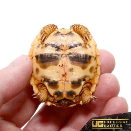 Baby Indian Star Tortoises For Sale - Underground Reptiles