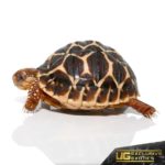 Baby Indian Star Tortoises For Sale - Underground Reptiles
