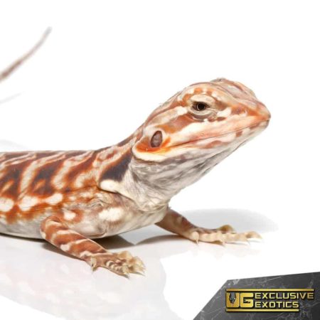 Chocolate Hypo Silky Bearded Dragon for sale - Underground Reptiles