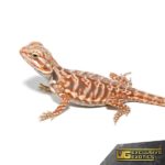 Chocolate Hypo Silky Bearded Dragon for sale - Underground Reptiles