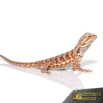 Chocolate Hypo Silky Bearded Dragon for sale - Underground Reptiles