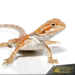Hazelnut Hypo Bearded Dragon for sale - Underground Reptiles