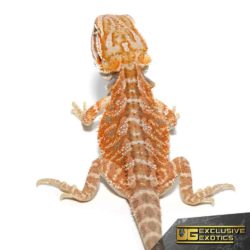 Hazelnut Hypo Bearded Dragon for sale - Underground Reptiles