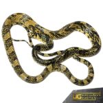 High Yellow Tiger Rat Snakes For Sale - Underground Reptiles