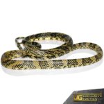High Yellow Tiger Rat Snakes For Sale - Underground Reptiles