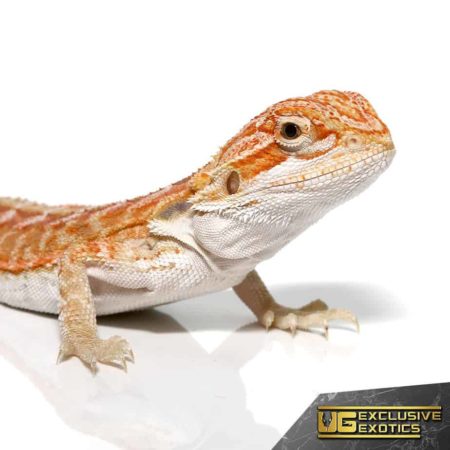 Hypo Outback Leatherback Bearded Dragon for sale - Underground Reptiles