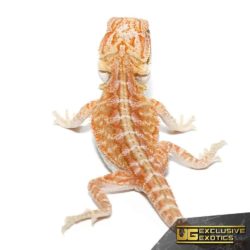 Hypo Outback Leatherback Bearded Dragon for sale - Underground Reptiles