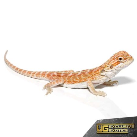 Hypo Outback Leatherback Bearded Dragon for sale - Underground Reptiles